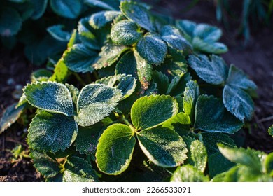 Strawberry leaves covered with frost in a cold autumn morning in the garden. Beautiful natural countryside landscape with strong blurry background. - Powered by Shutterstock