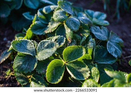 Strawberry leaves covered with frost in a cold autumn morning in the garden. Beautiful natural countryside landscape with strong blurry background.