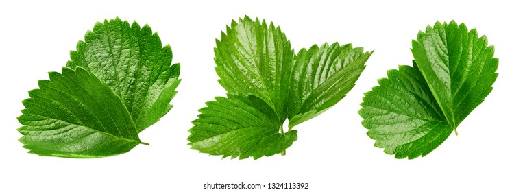 Strawberry leaves isolated on white background. Strawberry leaf Clipping Path - Shutterstock ID 1324113392