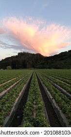 Strawberry And Lettuce Field Row Crops In Salinas Central Coast California Strawberry Capital And Salad Bowl Of World Watsonville Santa Cruz During The Sunset Long Exposure Perfectly Straight