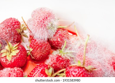 Strawberry in mold . Rotten fruits . Fruit not good for consumption