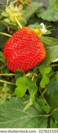 The strawberry is not, from a botanical point of view, a berry. Technically, it is an aggregate accessory fruit, meaning that the fleshy part is derived not from the plant's ovaries but from the recep
