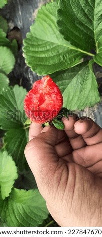 The strawberry is not, from a botanical point of view, a berry. Technically, it is an aggregate accessory fruit, meaning that the fleshy part is derived not from the plant's ovaries but from the recep