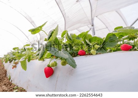 Strawberry nursery. Growing strawberries in greenhouses, California