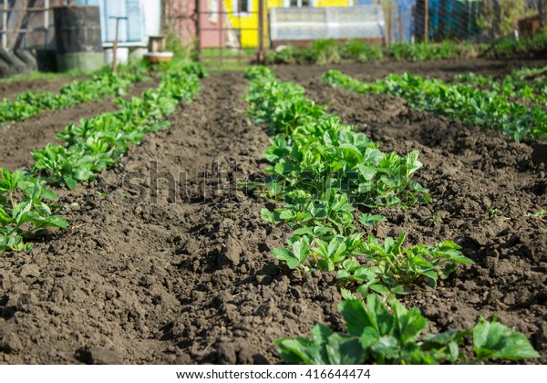 Strawberry On Garden Bed Early Spring Stock Photo Edit Now 416644474