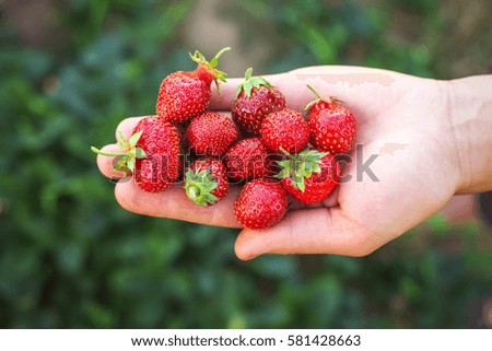 Similar – Image, Stock Photo strawberry season Food