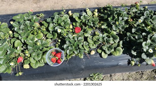 Strawberry Patch With Some Strawberries