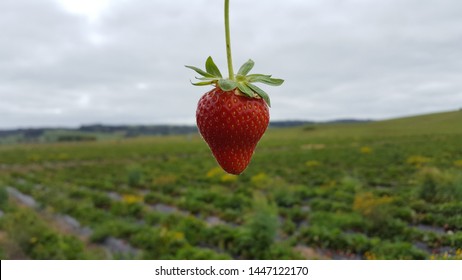 Strawberry Picking In Auckland NZ