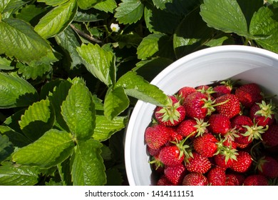 Strawberry picking in a berry farm on a sunny day. Fresh strawberries in a white bucket.