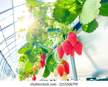 Strawberry picking farm in Japan