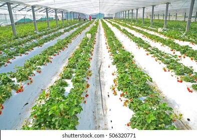 Strawberry picking in strawberry field and farm in Japan