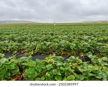 Strawberry picking in strawberry field on fruit farm. Fresh ripe organic strawberry. Family Activity  - Powered by Shutterstock