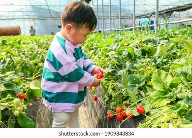 Strawberry picking in Korea(Asian baby
