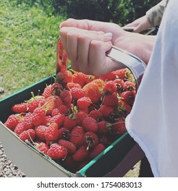 Strawberry Picking In Summer In Scotland