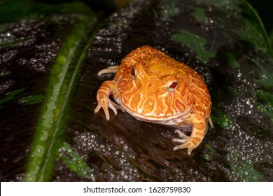 Strawberry Pineapple Albino Morph Of The Pac Man Frog