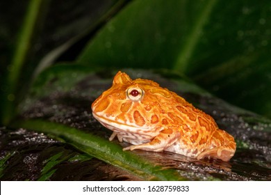 Strawberry Pineapple Albino Morph Of The Pac Man Frog