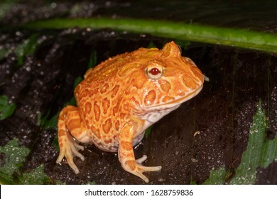 Strawberry Pineapple Albino Morph Of The Pac Man Frog