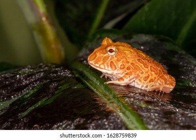 Strawberry Pineapple Albino Morph Of The Pac Man Frog