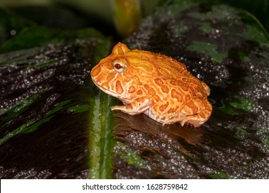 Strawberry Pineapple Albino Morph Of The Pac Man Frog