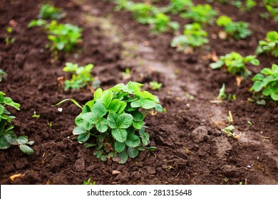 Strawberry Plant.