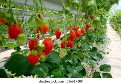 Strawberry Plant