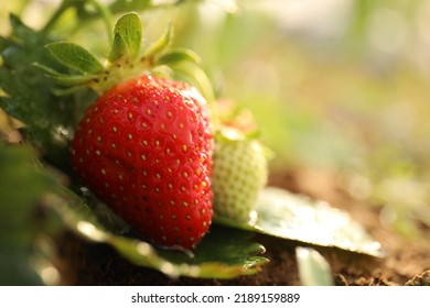 4,799 Berries farm blur background Images, Stock Photos & Vectors