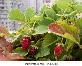 Strawberry plant with city background (urban gardening)