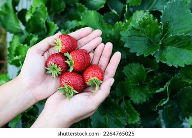 strawberry plant farm, fresh ripe strawberry field for harvest strawberries picking on hand in the garden fruit collected strawberry in summer - Powered by Shutterstock