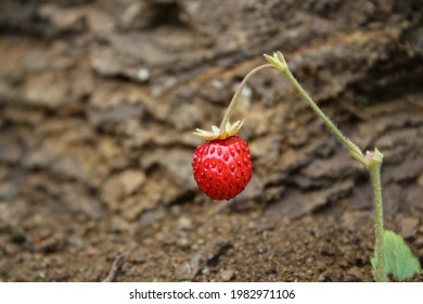 Strawberry planted in the ground.