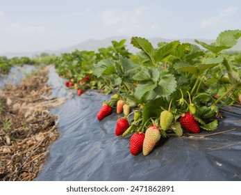 Strawberry plants, close up image of  green spring field of strawberry plants. Selective focus on unripe white and ripe red fruits growing on straw in organic garden.  Agriculture concept image. - Powered by Shutterstock