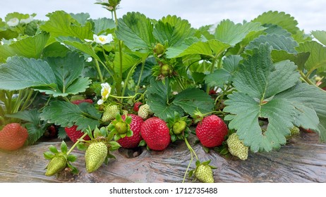 Strawberry Plants In The Fields