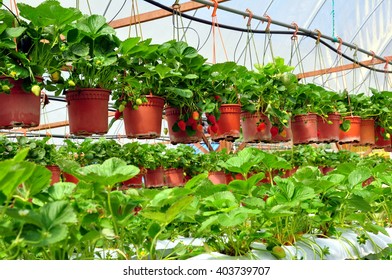 strawberry plants growing in hanging pots in modern agriculture setting - Shutterstock ID 403739707