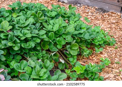 Strawberry Plants Growing In A Raised Planter Bed In A Kitchen Garden, Surrounded By Wood Chips
