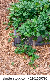 Strawberry Plants Growing In A Raised Planter Bed In A Kitchen Garden, Surrounded By Wood Chips
