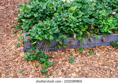 Strawberry Plants Growing In A Raised Planter Bed In A Kitchen Garden, Surrounded By Wood Chips
