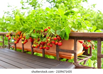 Strawberry plants with lots of ripe red strawberries in a balcony railing planter, apartment or urban gardening concept. - Shutterstock ID 2109671435