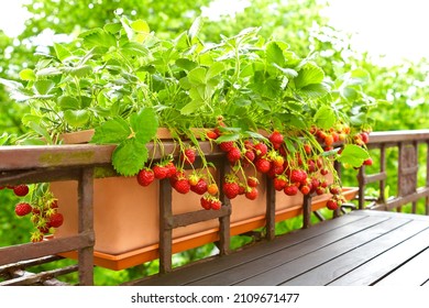 Erdbeerpflanzen mit vielen reifen roten Erdbeeren in einem Balkon Geländer Pflanze, Wohnung oder städtischen Garten Konzept.
