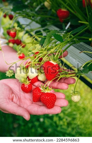 Strawberry plants with ripe and unripe strawberries in a greenhouse presented in hands on a sunny day