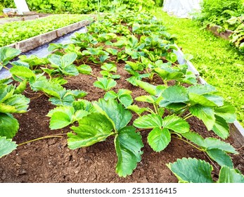 Strawberry plants thrive in a garden bed under a clear sky. - Powered by Shutterstock