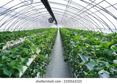 Strawberry plants are in tunnel green house  - Powered by Shutterstock