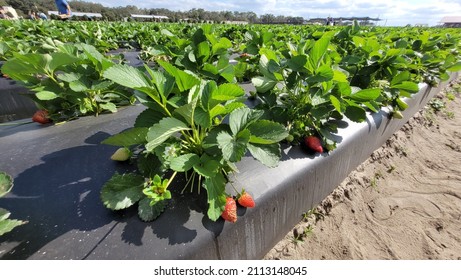 Strawberry plasticulture cultivation field photo image - Shutterstock ID 2113148045