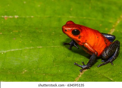 Strawberry Poison Dart Frog