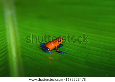 Strawberry poison dart frog, Dendrobates pumilio or Oophaga pumilio, also called Blue Jeans Frog, living in the tropical forest of Costa Rica 