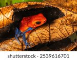 Strawberry poison dart frog (Oophaga pumilio, commonly known as the blue jeans frog), Costa Rica, Sarapiqui region. Selective focus on frog