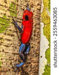 Strawberry poison dart frog (Oophaga pumilio, commonly known as the blue jeans frog), Costa Rica, Sarapiqui region. Selective focus on frog