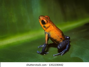 Strawberry Poison Frog (Dendrobates Pumilio); Costa Rican Rainforest. Sometimes Called A 