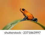 Strawberry poison frog, strawberry poison-dart frog or blue jeans poison frog (Oophaga pumilio, formerly Dendrobates pumilio) is a species of small poison dart frog found in Central America