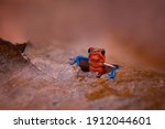 The strawberry poison frog or strawberry poison-dart frog (Oophaga pumilio, formerly Dendrobates pumilio) is a species of small poison dart frog found in Central America. Peaking through a leaf.