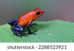 Strawberry poison-dart frog on a green leaf, Costa Rica