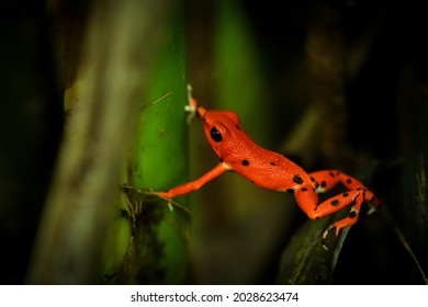 Strawberry Poison-dart Frog - Oophaga (Dendrobates) Pumilio, Small Poison Red Dart Frog Found In Central America, From Eastern Central Nicaragua Through Costa Rica And Panama. Rainforest Animal In Wet